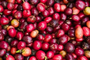 Potensi Kopi Bengkulu