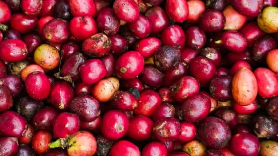 Potensi Kopi Bengkulu